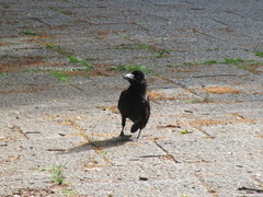 Corvus macrorhynchos