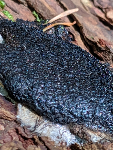 Cribraria tubulina