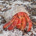 Strawberry Hermit Crab - Photo (c) Henrik Kibak, some rights reserved (CC BY), uploaded by Henrik Kibak