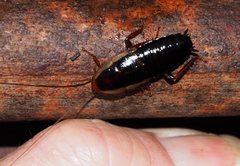 Drymaplaneta communis