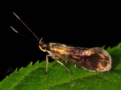 Mathildana newmanella