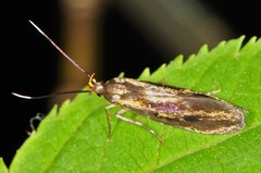 Mathildana newmanella