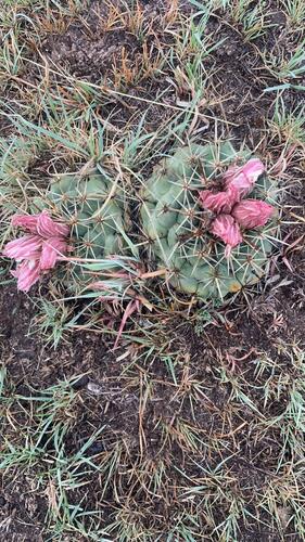 Coryphantha ottonis