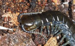 Cormocephalus esulcatus