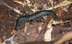 Cormocephalus esulcatus