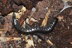 Cormocephalus esulcatus