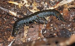 Cormocephalus esulcatus