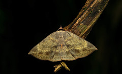 Hypopyra