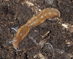 Argonemertes australiensis