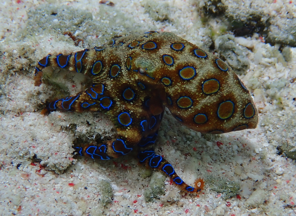 Greater blue-ringed octopus showing bright blue rings on white sand in Raja Ampat