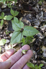 Pseudotrillium rivale