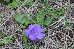 Ruellia lactea, photograph (c) Ricardo Betancourt Sánchez, some rights reserved (CC BY)