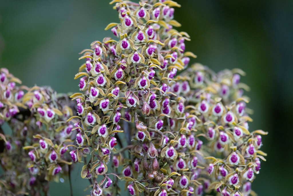 Epidendrum sodiroi Schltr.
