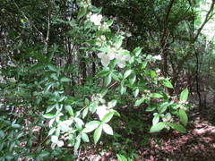 Hydrangea luteovenosa