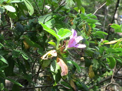 Angiospermae