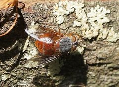 Calliphora nigrithorax