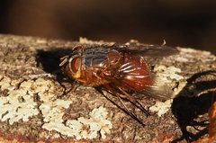 Calliphora nigrithorax