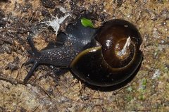 Victaphanta compacta
