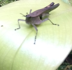 Xiphiola cyanoptera