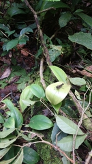 Xiphiola cyanoptera