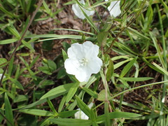 Stylisma humistrata