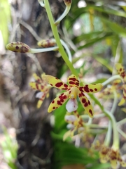 Dipodium freycinetioides