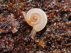 Meredithena dandenongensis