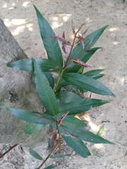 Syzygium jambos