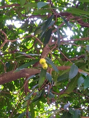 Syzygium jambos