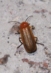 Macrosilis