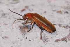 Macrosilis