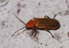 Macrosilis