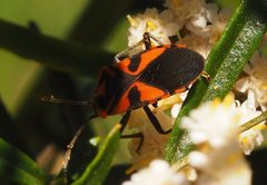 Spilostethus pacificus