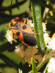 Spilostethus pacificus