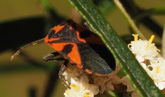 Spilostethus pacificus