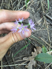 Allium bisceptrum