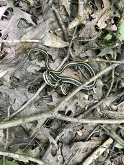 Thamnophis proximus orarius