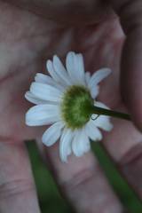 Leucanthemum pallens