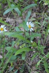 Leucanthemum pallens