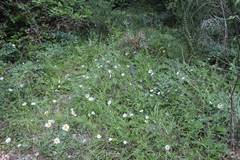 Leucanthemum pallens