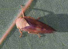 Brunotartessus fulvus