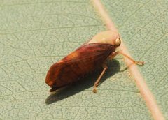 Brunotartessus fulvus