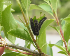 Apareophora forsythiae