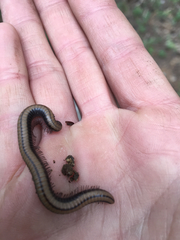 Californiulus yosemitensis
