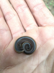 Californiulus yosemitensis