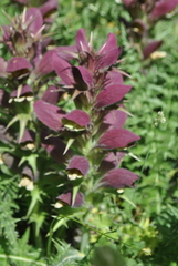 Acanthus syriacus