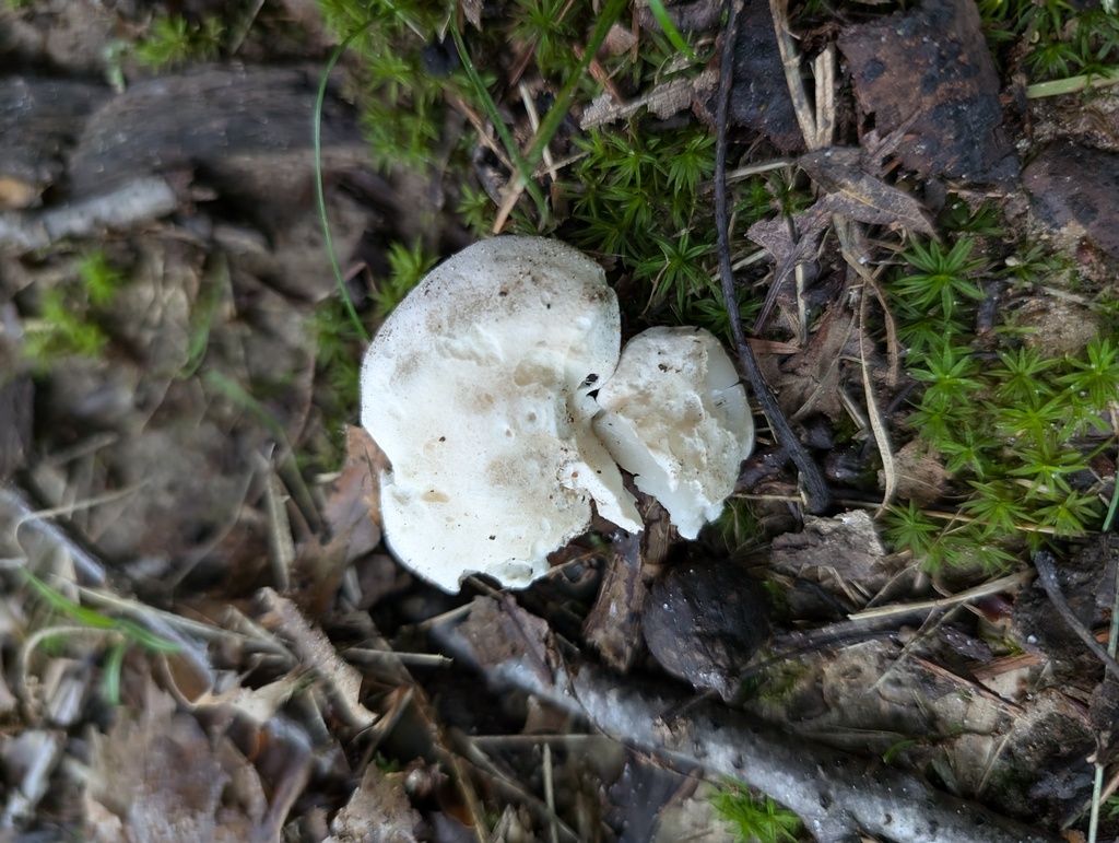 Clitopilus sp. 'OH01'