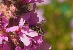 Pseudoanthidium repetitum