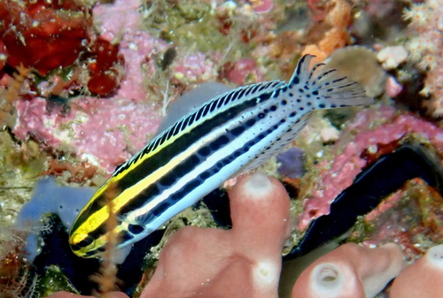 Striped Poison-fang Blenny