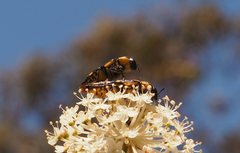 Castiarina octospilota